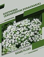 Algopix Similar Product 12 - Goutweed Aegopodium podagraria Shade