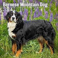 Algopix Similar Product 11 - MegaCalendars  Bernese Mountain Dog