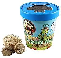 Algopix Similar Product 12 - Bug Sales Praying Mantis Egg Cases  2