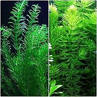Algopix Similar Product 17 - Anacharis and Hornwort Bundle for Ponds