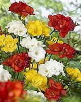 Algopix Similar Product 13 - Bloomsz 09484 Double Freesia Mix Flower