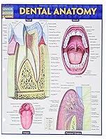 Algopix Similar Product 6 - Dental Anatomy (Quick Study Academic)