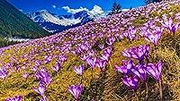 Algopix Similar Product 13 - Perennial Crocus Saffron Corms Garden