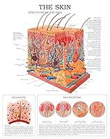 Algopix Similar Product 7 - The Skin e-chart: Full illustrated