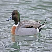 Algopix Similar Product 18 - Hybrid duck