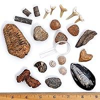 Algopix Similar Product 6 - DANCING BEAR FOSSIL COLLECTION Kit 12