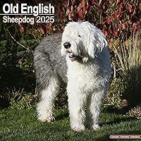 Algopix Similar Product 7 - Old English Sheepdog Calendar 2025 