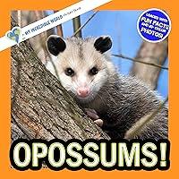 Algopix Similar Product 13 - Opossums A My Incredible World