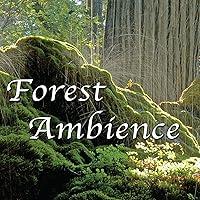 Algopix Similar Product 1 - Forest Ambience  Healing Nature Sounds