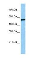 Algopix Similar Product 16 - DPYS Antibody (8D10)