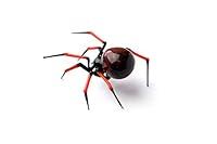 Algopix Similar Product 1 - Blown Glass Figurine Spider Blown