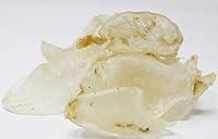 Algopix Similar Product 7 - DOL Butterfly Fish MawNatural Sun