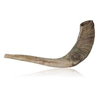 Algopix Similar Product 2 - Traditional Kosher Natural Finish Rams