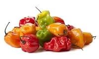 Algopix Similar Product 19 - Fresh Habanero Peppers (2lb)