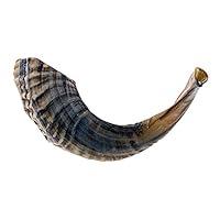 Algopix Similar Product 16 - KOSHER ODORLESS NATURAL SHOFAR