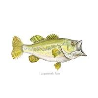 Algopix Similar Product 20 - Largemouth Bass Portrait Lake Fishing