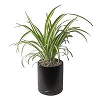 Algopix Similar Product 14 - Easy to Grow Spider Plant Variegated
