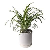 Algopix Similar Product 11 - Easy to Grow Spider Plant Variegated