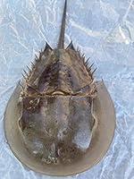 Algopix Similar Product 4 - Horseshoe Crab Legs Intact Naturally