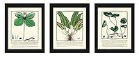 Algopix Similar Product 14 - Botanical Print Set of 3 Antique