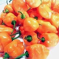Algopix Similar Product 13 - Fresh Habanero Chili Peppers 32 oz