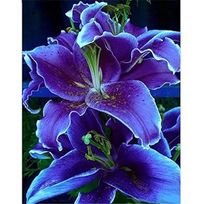 Best Deal for DIY 5D Diamond Painting Kits for Adults/Kids, Purple Lily