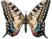 Algopix Similar Product 11 - Active Aliforms Moving Butterfly