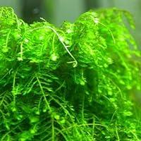 Algopix Similar Product 7 - 57 Weeping Moss Stems in A Cup 4Oz