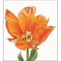 Algopix Similar Product 19 - Thea Gouverneur Orange Triumph Tulip On