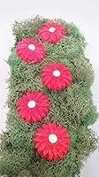 Algopix Similar Product 6 - Hot Pink Daisy Flower Miniature Fairy