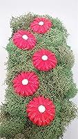 Algopix Similar Product 7 - Hot Pink Daisy Flower Miniature Fairy